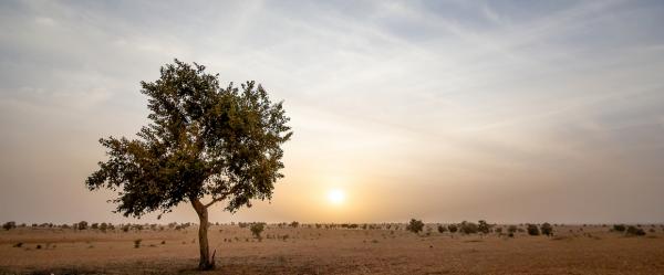 Les zones pastorales d’Afrique subsaharienne (ici le Ferlo, au Sénégal) sont particulièrement touchées par le changement climatique © R. Belmin, Cirad